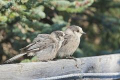 Canada Jay, erisoreus canadensis