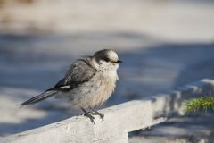 Canada Jay, erisoreus canadensis