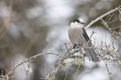 Canada Jay, erisoreus canadensis