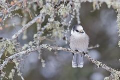Canada Jay, erisoreus canadensis
