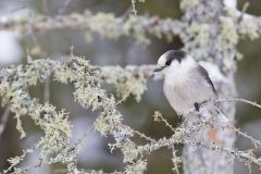 Canada Jay, erisoreus canadensis