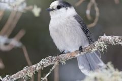 Canada Jay, erisoreus canadensis