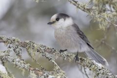 Canada Jay, erisoreus canadensis