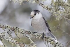 Canada Jay, erisoreus canadensis