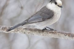 Canada Jay, erisoreus canadensis