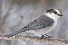 Canada Jay, erisoreus canadensis