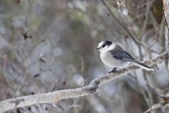 Canada Jay, erisoreus canadensis