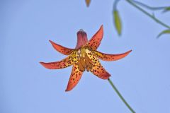 Canada Lily, Lilium canadense