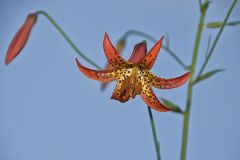 Canada Lily, Lilium canadense
