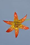 Canada Lily, Lilium canadense