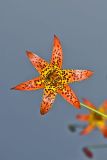 Canada Lily, Lilium canadense
