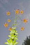 Canada Lily, Lilium canadense