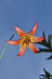 Canada Lily, Lilium canadense