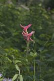 Canada Lily, Lilium canadense