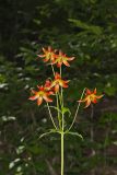 Canada Lily, Lilium canadense