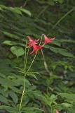 Canada Lily, Lilium canadense