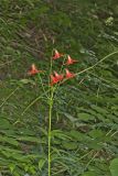 Canada Lily, Lilium canadense
