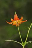 Canada Lily, Lilium canadense