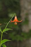 Canada Lily, Lilium canadense