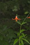 Canada Lily, Lilium canadense