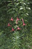 Canada Lily, Lilium canadense