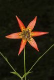 Canada Lily, Lilium canadense