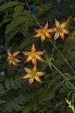Canada Lily, Lilium canadense