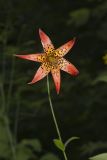 Canada Lily, Lilium canadense