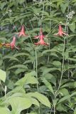 Canada Lily, Lilium canadense