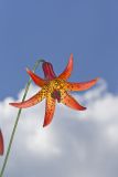 Canada Lily, Lilium canadense