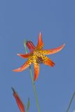 Canada Lily, Lilium canadense