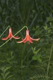 Canada Lily, Lilium canadense