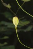Canada Lily, Lilium canadense