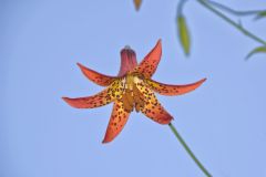 Canada Lily, Lilium canadense
