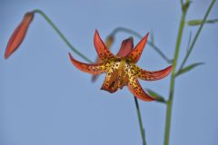 Canada Lily, Lilium canadense