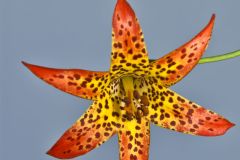 Canada Lily, Lilium canadense