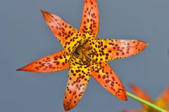 Canada Lily, Lilium canadense