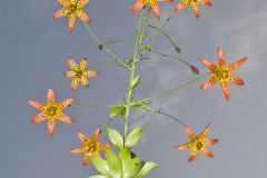 Canada Lily, Lilium canadense