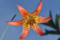 Canada Lily, Lilium canadense
