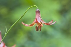 Canada Lily, Lilium canadense