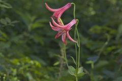 Canada Lily, Lilium canadense