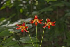 Canada Lily, Lilium canadense