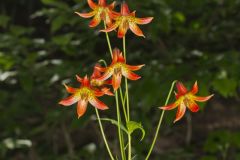 Canada Lily, Lilium canadense