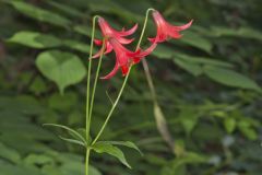 Canada Lily, Lilium canadense