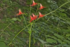 Canada Lily, Lilium canadense