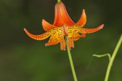 Canada Lily, Lilium canadense