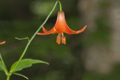Canada Lily, Lilium canadense