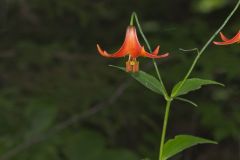 Canada Lily, Lilium canadense Canada Lily, Lilium canadense