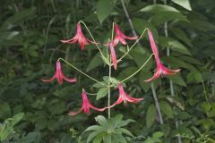 Canada Lily, Lilium canadense