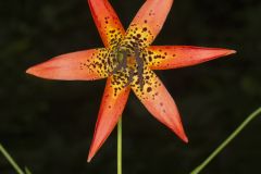 Canada Lily, Lilium canadense